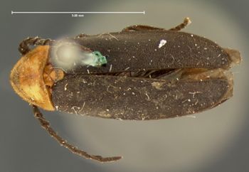 Media type: image;   Entomology 2775 Aspect: habitus dorsal view